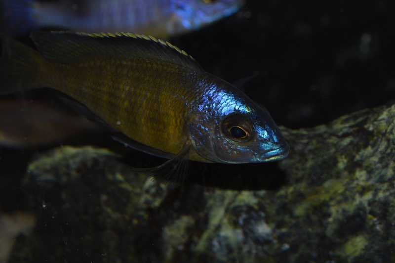 Placidochromis sp. 'electra superior' Mandalawi Reef